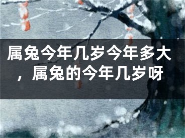 属兔今年几岁今年多大，属兔的今年几岁呀