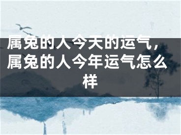 属兔的人今天的运气，属兔的人今年运气怎么样