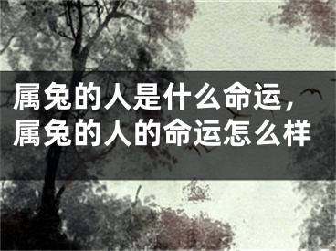 属兔的人是什么命运，属兔的人的命运怎么样