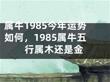 属牛1985今年运势如何，1985属牛五行属木还是金