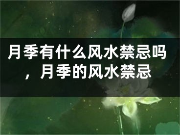 月季有什么风水禁忌吗，月季的风水禁忌