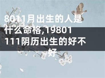 8011月出生的人是什么命格,19801111阴历出生的好不好