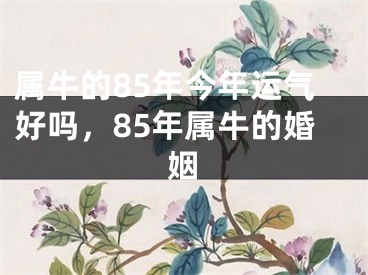 属牛的85年今年运气好吗,85年属牛的婚姻