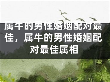 属牛的男性婚姻配对最佳，属牛的男性婚姻配对最佳属相