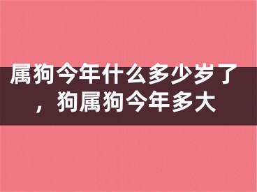 属狗今年什么多少岁了，狗属狗今年多大