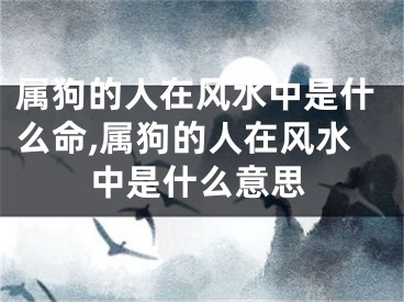 属狗的人在风水中是什么命,属狗的人在风水中是什么意思