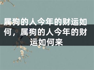 属狗的人今年的财运如何，属狗的人今年的财运如何来