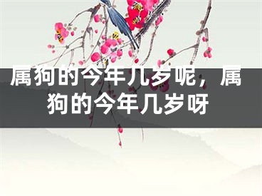属狗的今年几岁呢，属狗的今年几岁呀