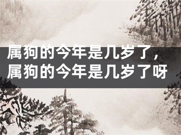 属狗的今年是几岁了，属狗的今年是几岁了呀