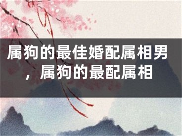 属狗的最佳婚配属相男，属狗的最配属相