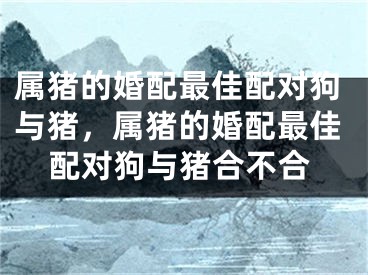 属猪的婚配最佳配对狗与猪，属猪的婚配最佳配对狗与猪合不合