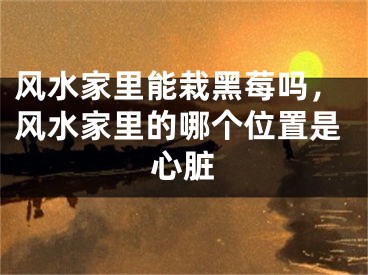 风水家里能栽黑莓吗，风水家里的哪个位置是心脏