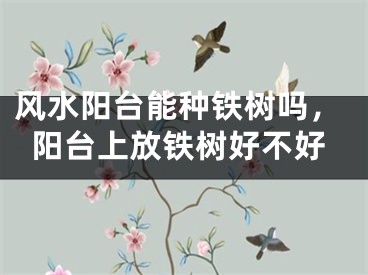 风水阳台能种铁树吗，阳台上放铁树好不好