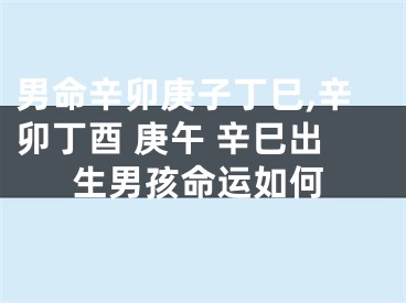 男命辛卯庚子丁巳,辛卯丁酉 庚午 辛巳出生男孩命运如何
