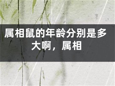 属相鼠的年龄分别是多大啊，属相