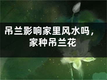 吊兰影响家里风水吗，家种吊兰花