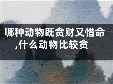 哪种动物既贪财又惜命,什么动物比较贪