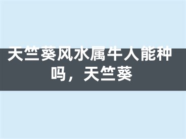 天竺葵风水属牛人能种吗，天竺葵