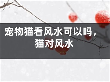 宠物猫看风水可以吗，猫对风水