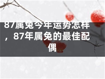 87属兔今年运势怎样，87年属兔的最佳配偶