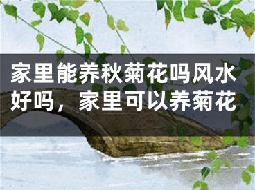 家里能养秋菊花吗风水好吗，家里可以养菊花