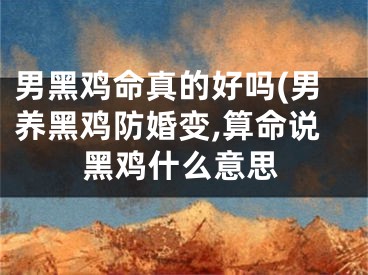 男黑鸡命真的好吗(男养黑鸡防婚变,算命说黑鸡什么意思