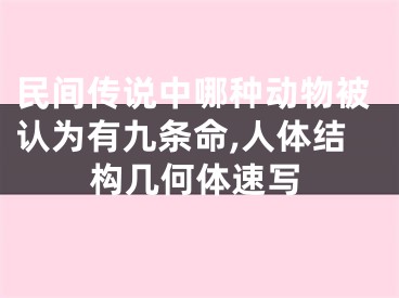 民间传说中哪种动物被认为有九条命,人体结构几何体速写