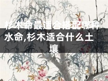 杉木命最适合搭配哪种水命,杉木适合什么土壤
