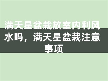 满天星盆栽放室内利风水吗，满天星盆栽注意事项
