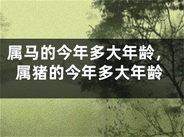 属马的今年多大年龄，属猪的今年多大年龄